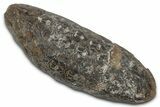 Cut & Polished Fossil Cycadophyte Cone (Half) #346865-1
